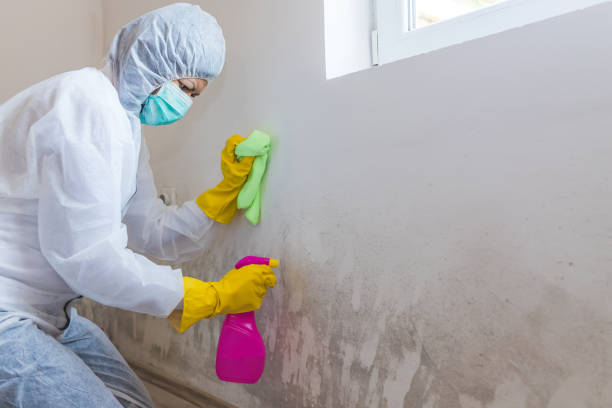 Professional Mold Inspection in Lake Lotawana, MO